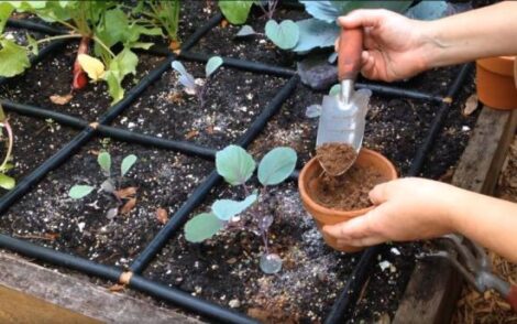 Spring Soil-Prep Steps for Busy People Image